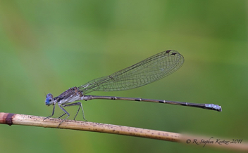 Argia apicalis, male